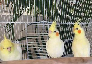 娱乐吃瓜君鸽子